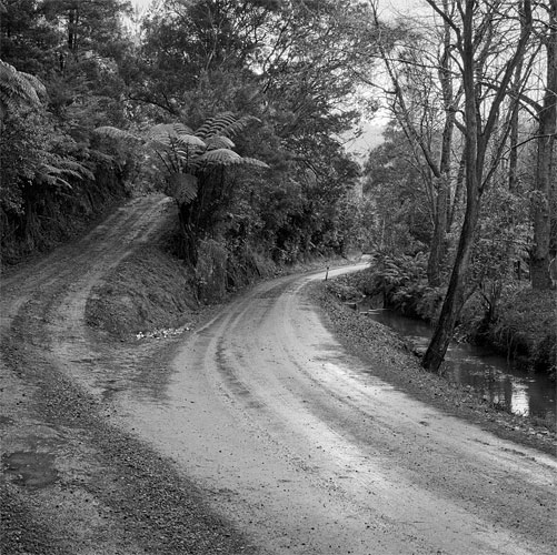 Forked Road, Whangateau  Richard Smallfield 2010